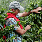 Microlote café Bernardo Henao 250g.
