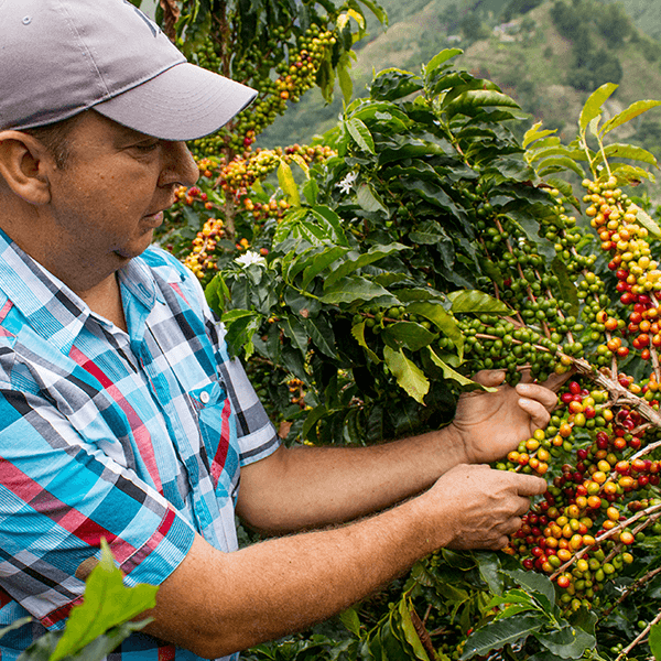 Microlote café Edgar Tobón 250g.